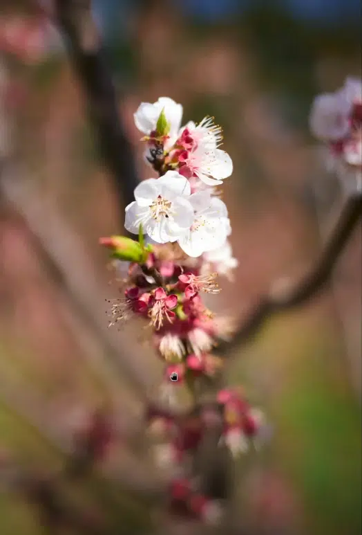 Bokeh sur une fleur avec le Viltrox 35mm f1.2