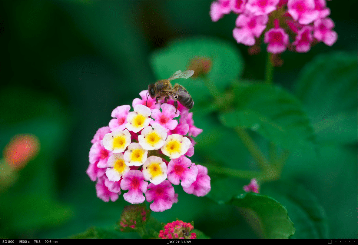 Proxy-macro sur une fleur et une abeille avec le Sigma 20-200mm
