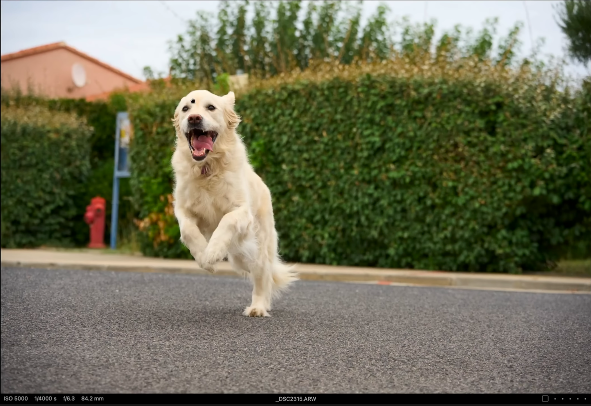 Test de l'autofocus sur un chien en pleine course